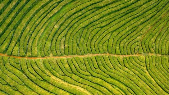 The Atlantic Leaves: Tea, Time, and the Azores taken Azores (cuisine)